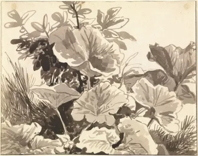 Study Of Coltsfoot Leaves