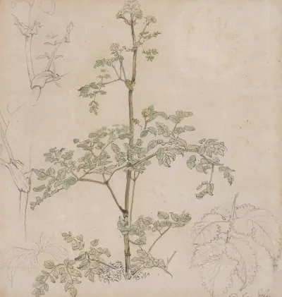 Study Of Cow Parsley