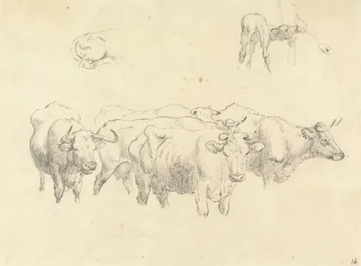 Study Of Cows With Calf