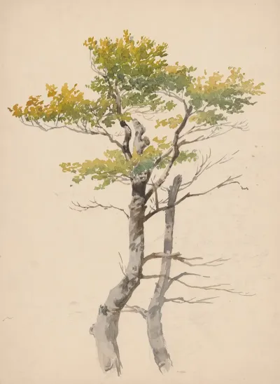 Study Of Deciduous Tree