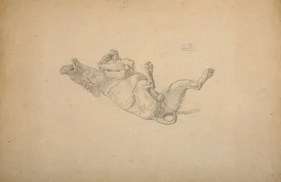 Study Of Dog