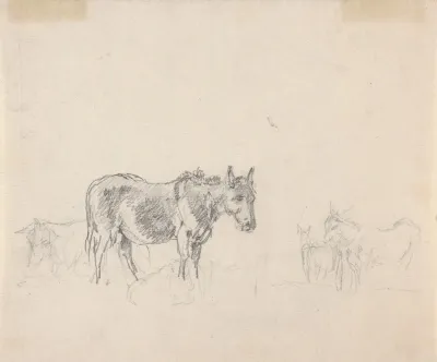 Study Of Donkeys