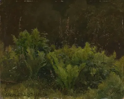 Study Of Ferns
