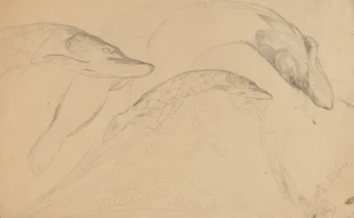 Study Of Fish Pikes