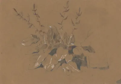 Study Of Flowering Plant