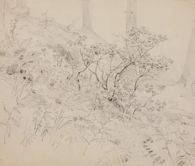 Study Of Foliage In A Wood