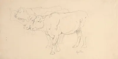 Study Of Four Cows Walking