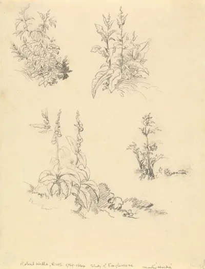 Study Of Foxgloves