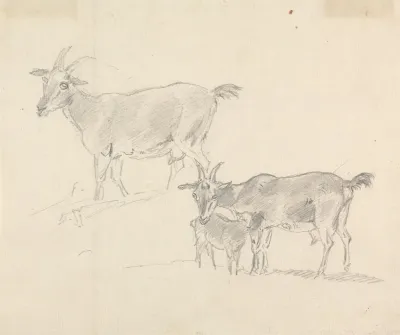 Study Of Goats 2