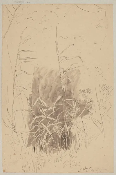 Study Of Grass