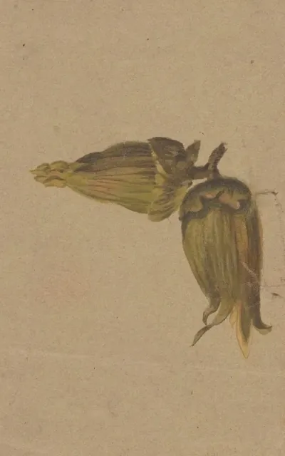 Study Of Hazelnuts