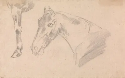 Study Of Head And Neck Of A Horse