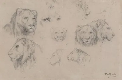 Study Of Heads Of Lions And Lionesses