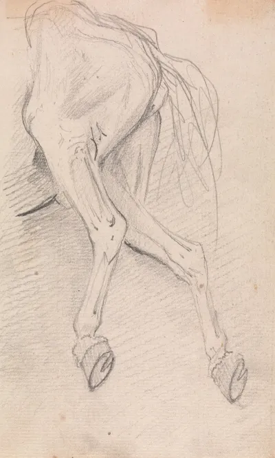 Study Of Hind Quarters Of A Horse