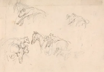 Study Of Horses Carrying Calves On Their Backs