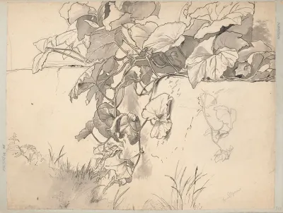 Study Of Ivy 2