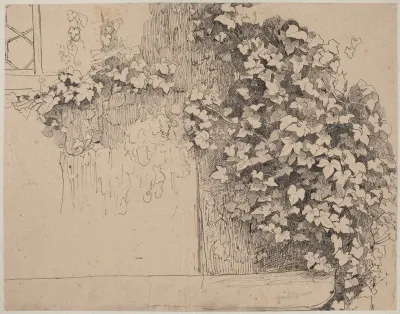 Study Of Ivy Climbing Up The Wall