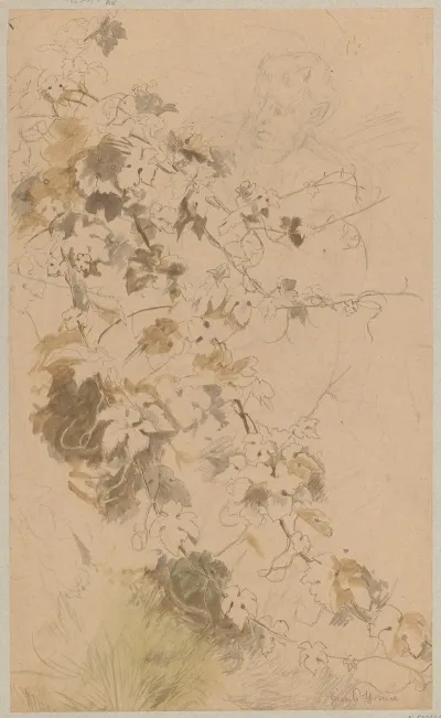Study Of Ivy Contour Of Satyrs Head