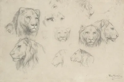 Study Of Lions And Lionesses