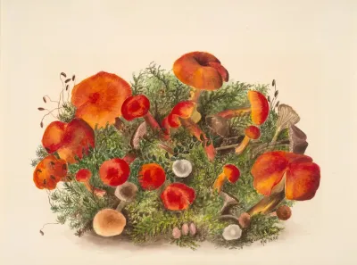 Study Of Mushrooms