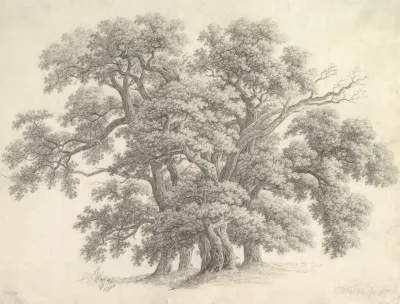 Study Of Oak Trees