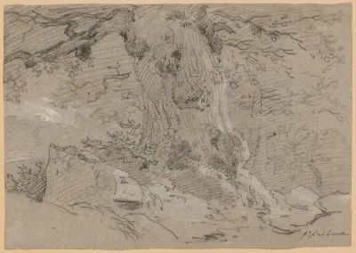 Study Of Old Tree Trunk