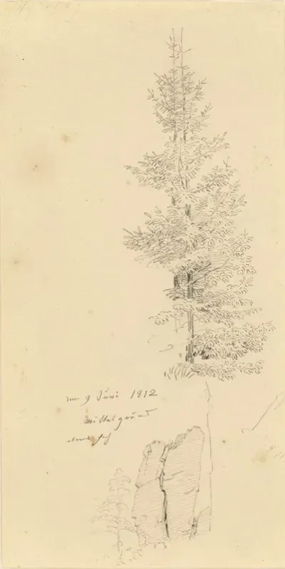 Study Of Pine Trees And A Rock