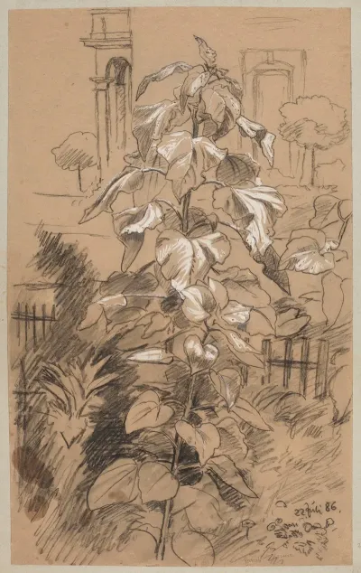 Study Of Plants 6