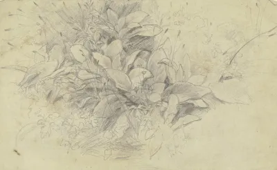 Study Of Plants