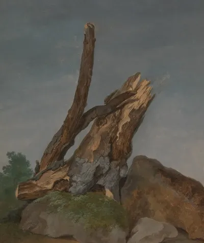 Study Of Rocks And Branches