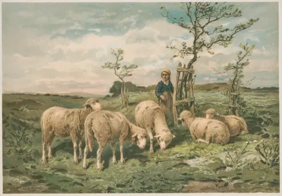 Study Of Sheep After F Brissot
