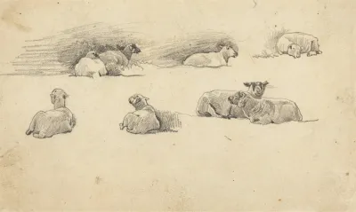 Study Of Sheep