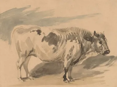Study Of Simentaler Breed Bull