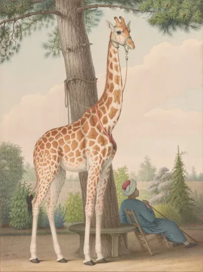 Study Of The Giraffe Given To Charles X By The Viceroy Of Egypt