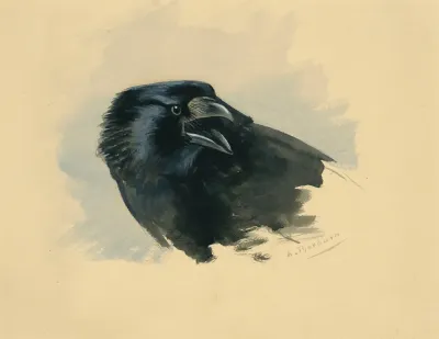 Study Of The Head Of A Carrion Crow