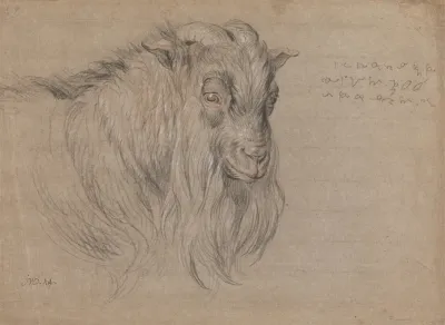 Study Of The Head Of A Ram
