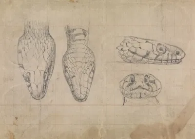Study Of The Head Of A Snake