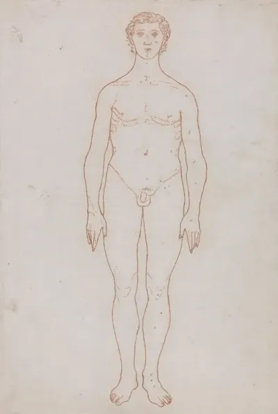 Study Of The Human Figure Anterior View