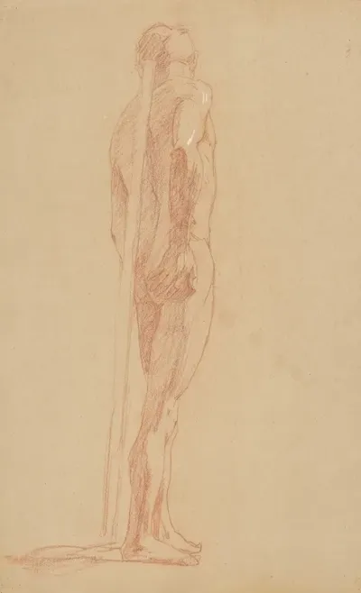 Study Of The Male Nude