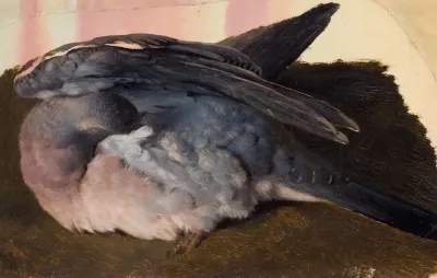 Study Of The Sleeping Wood Pigeon