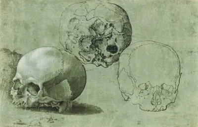 Study Of Three Skulls