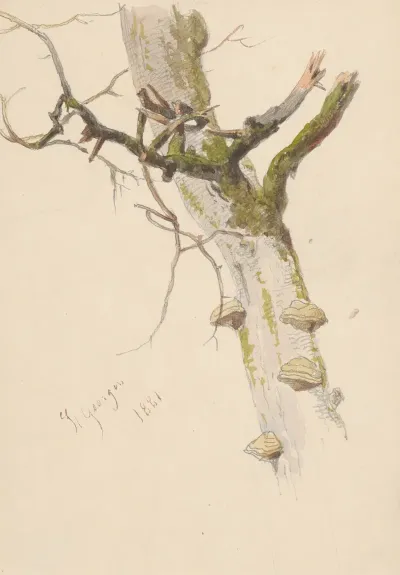 Study Of Tree Trunk With Branches And Mushrooms