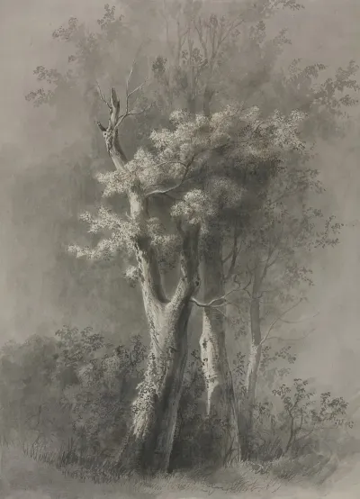 Study Of Trees 15