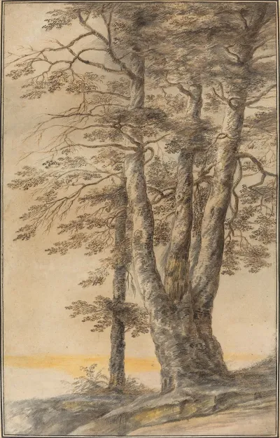 Study Of Trees 2