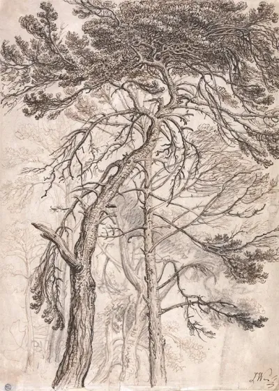 Study Of Trees 8