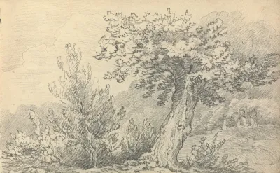 Study Of Trees And Shrubs