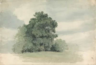 Study Of Trees At The Edge Of A Field
