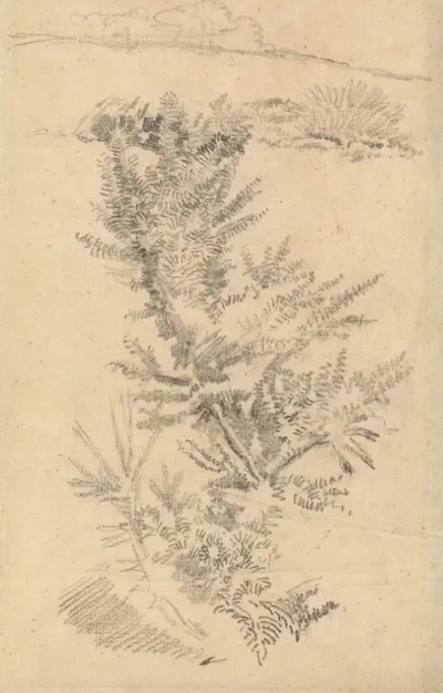 Study Of Trees Etc In A Meadow
