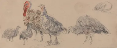 Study Of Turkeys
