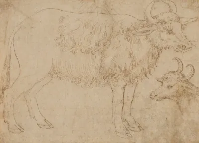 Study Of Two Bovine Animals